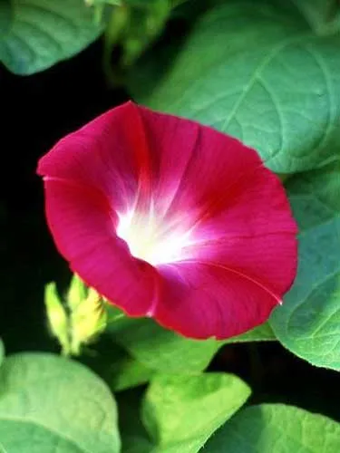 Ipomoea nil | Scarlet O'Hara | 10 Seeds