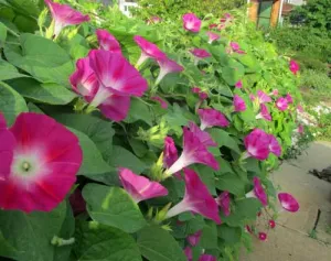 Ipomoea nil | Scarlet O'Hara | 10 Seeds