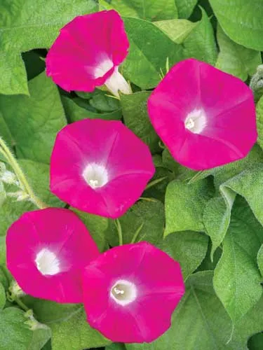 Ipomoea nil | Scarlet O'Hara | 10 Seeds