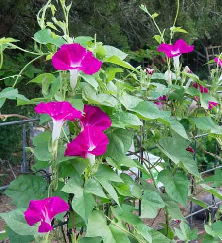 Ipomoea nil | Scarlet O'Hara | 10 Seeds