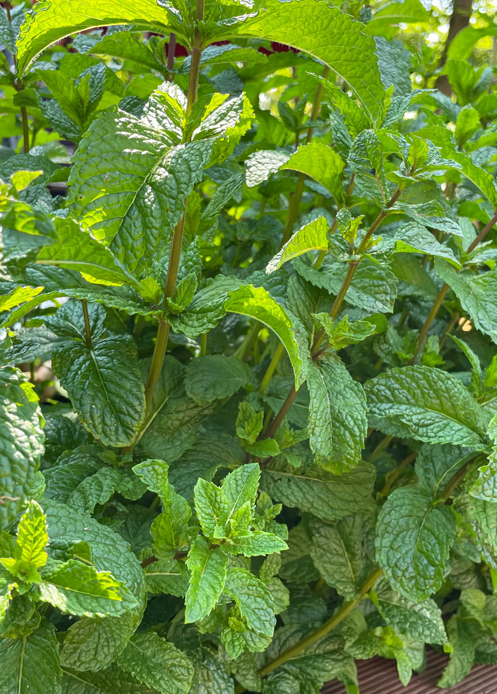 Moroccan Mint (Mentha spicata)