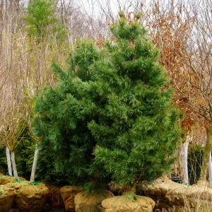 Morris Blue Korean Pine