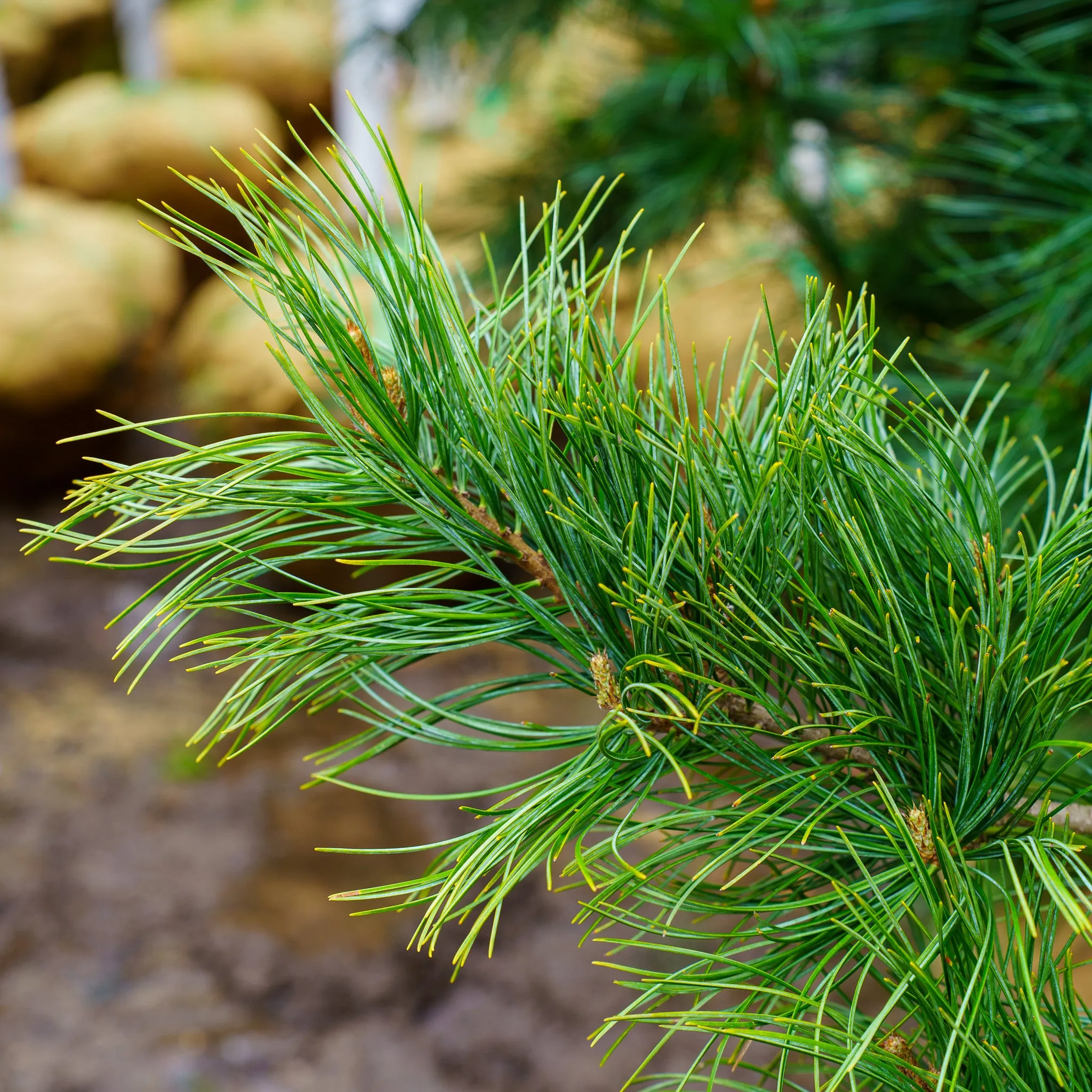Morris Blue Korean Pine