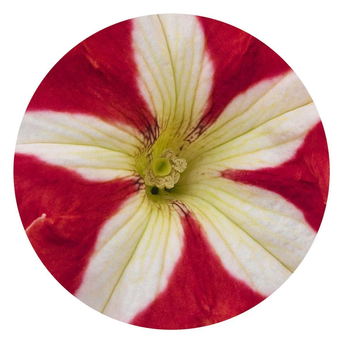 Petunia Success 360° Red Star Flower Seeds